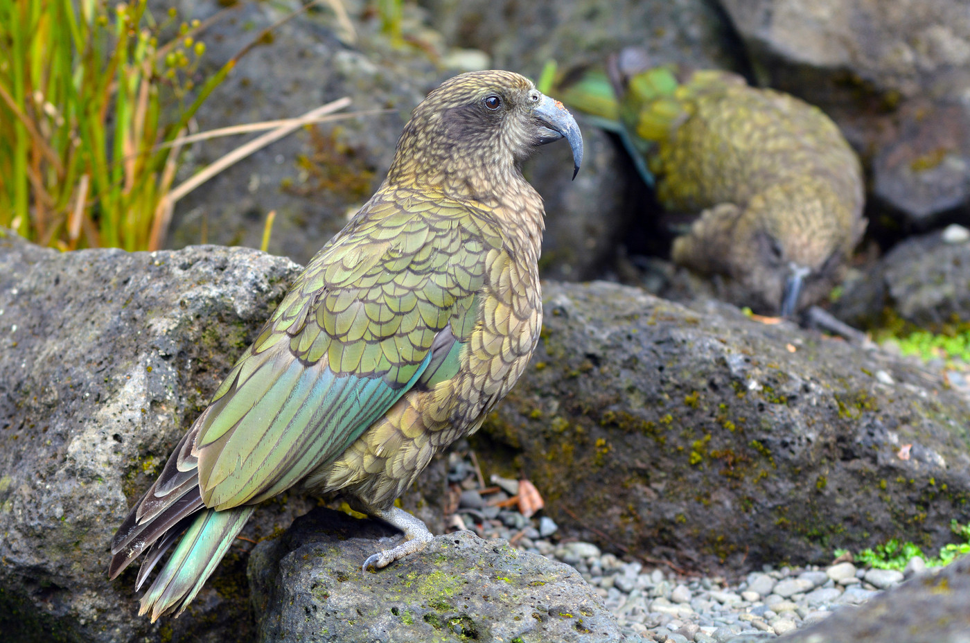 A kea, the Logic1 symbol, standing on an alpine ridge